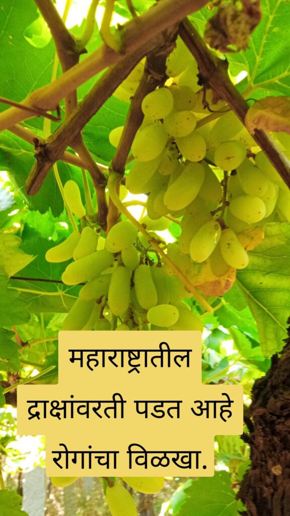 wp_story1708913532980_04364585187674341888 महाराष्ट्रातील द्राक्षांवरती पडत आहे रोगांचा विळखा.